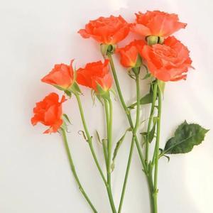 模拟器-315曝光的3类黑心酒水，竟还在流通！喝的人要当心